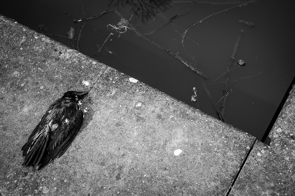 2014 03 2014 03 29  P3A5498