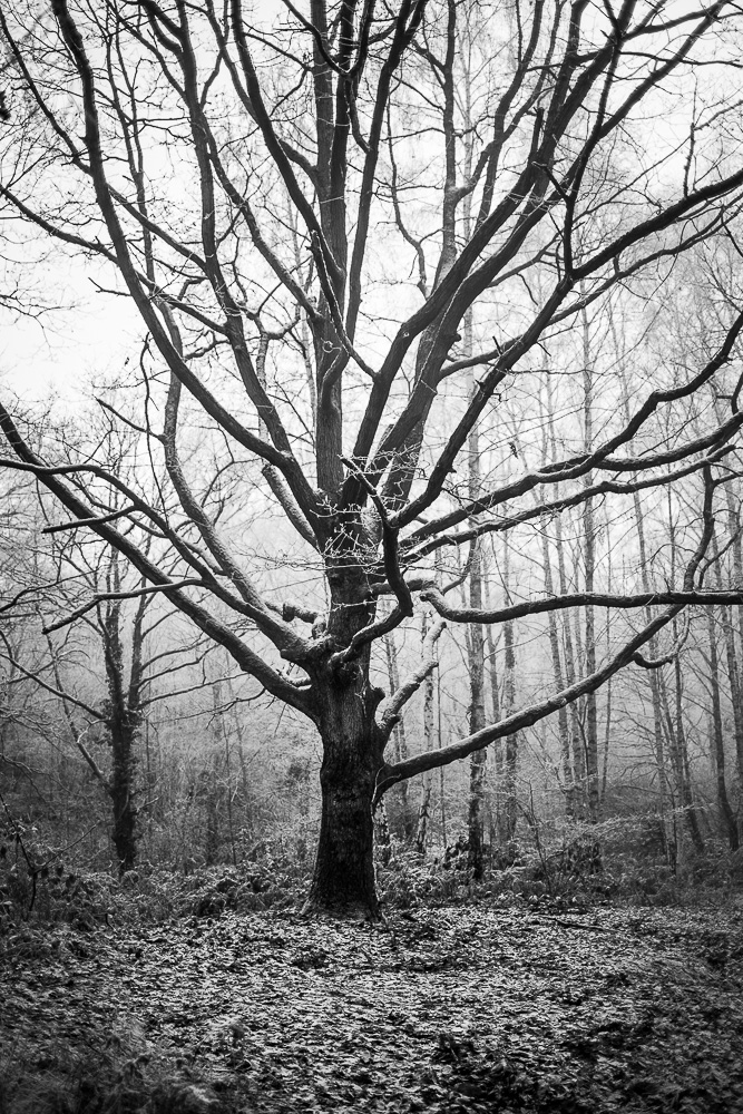 2016 12 2016 12 30  P3A5104